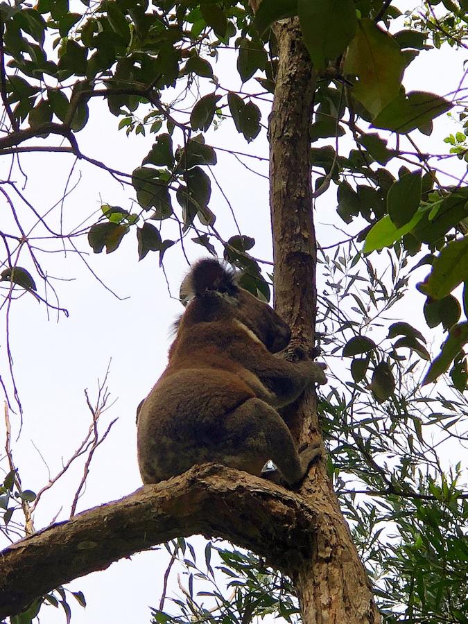 Gold Coast Koala Biolink