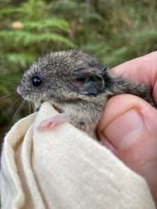 Pookila / New Holland Mouse (Pseudomys novaehollandiae)