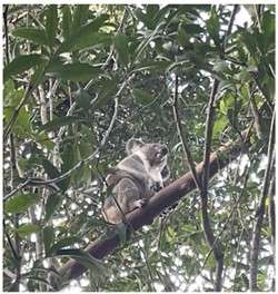 Koala_Beach_2025